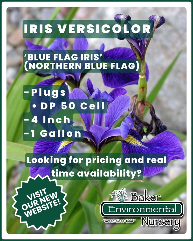iris-versicolor-blue-flag-iris