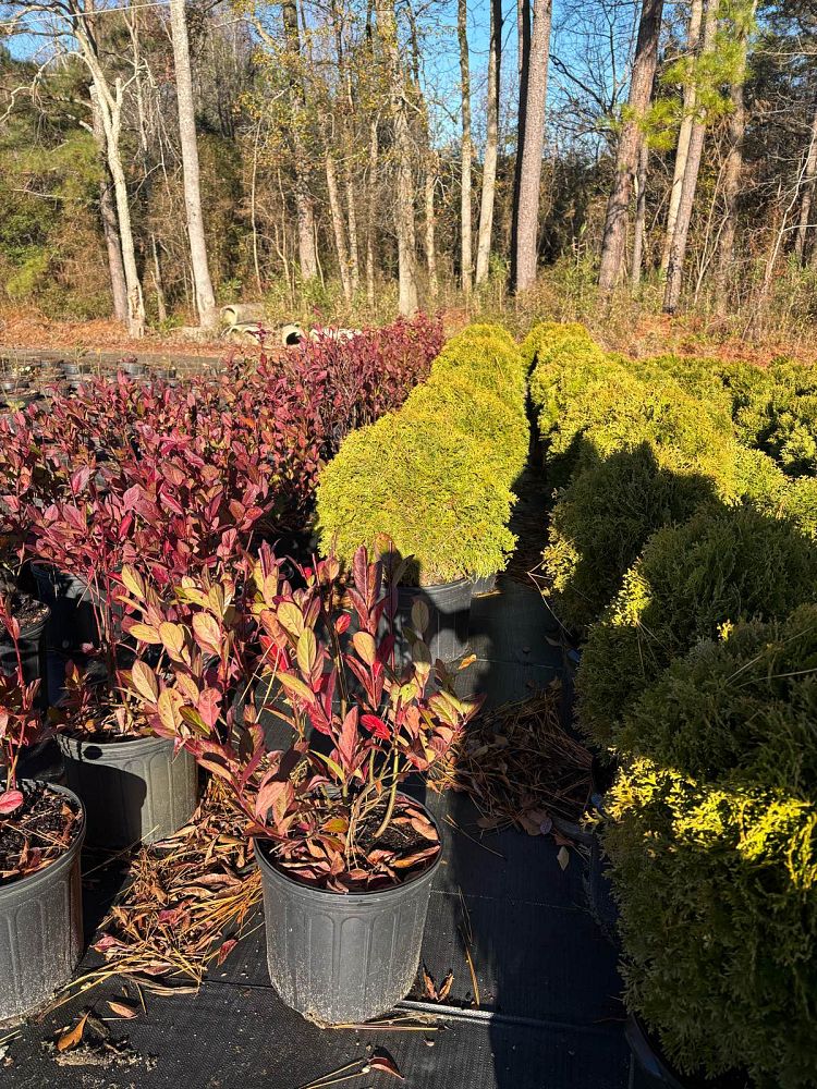 itea-virginica-henry-s-garnet-virginia-sweetspire