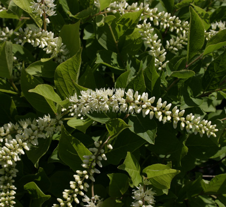 itea-virginica-sprich-little-henry-reg-sweetspire