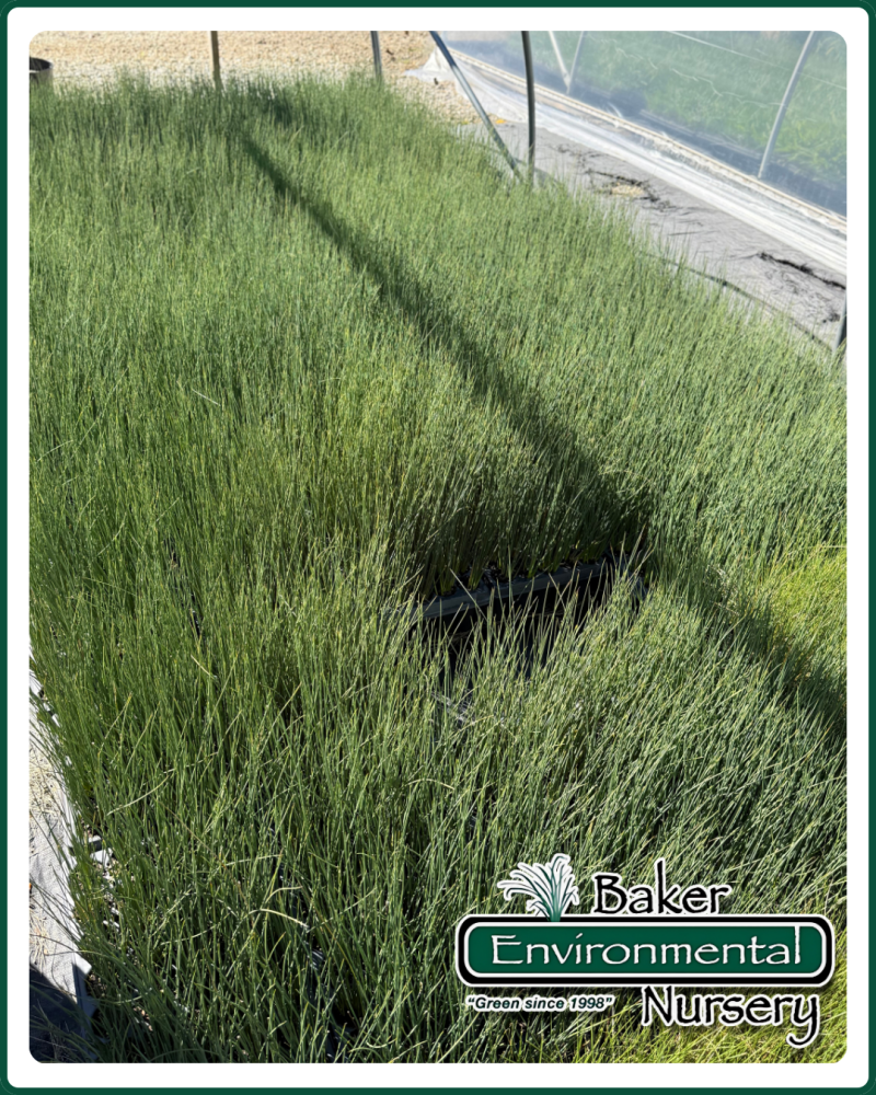 juncus-inflexus-blue-arrow-rush