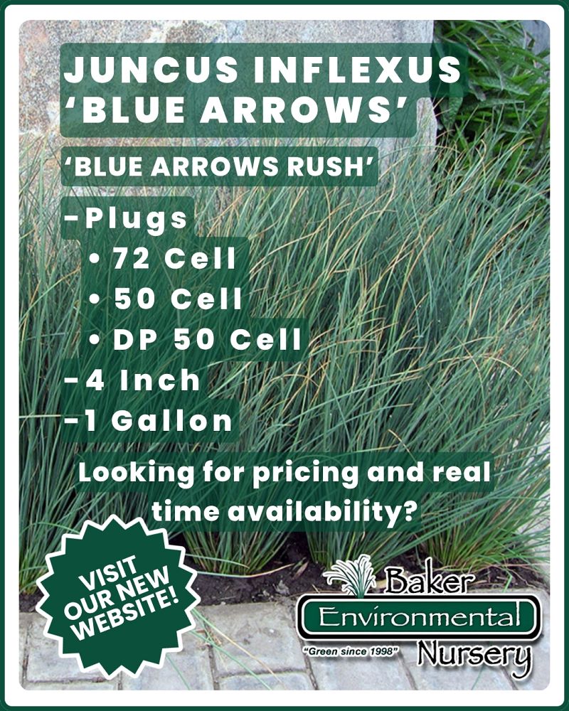 juncus-inflexus-blue-arrow-rush