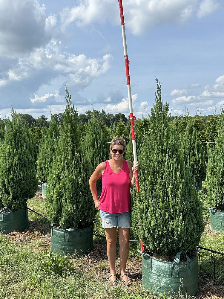 juniperus-chinensis-blue-point-chinese-juniper
