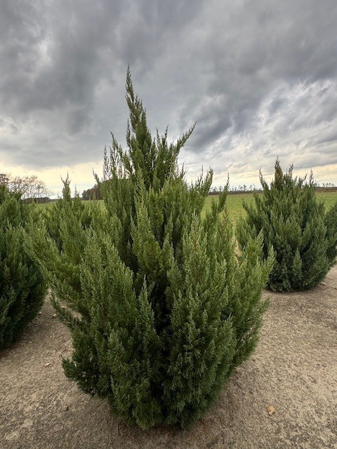 juniperus-chinensis-blue-point-chinese-juniper