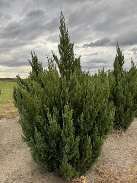 juniperus-chinensis-blue-point-chinese-juniper