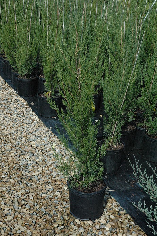 juniperus-chinensis-hetzii-columnaris-chinese-juniper
