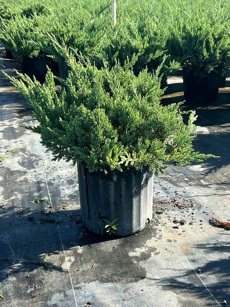 juniperus-chinensis-parsonii-chinese-juniper