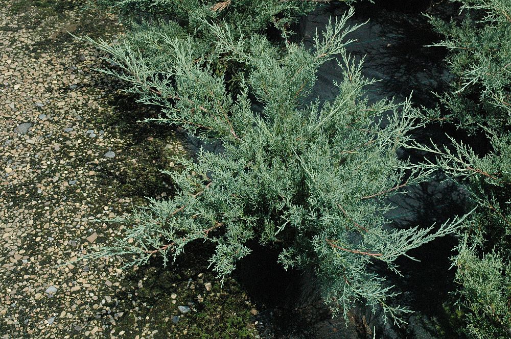 juniperus-chinensis-pfitzeriana-glauca-chinese-juniper
