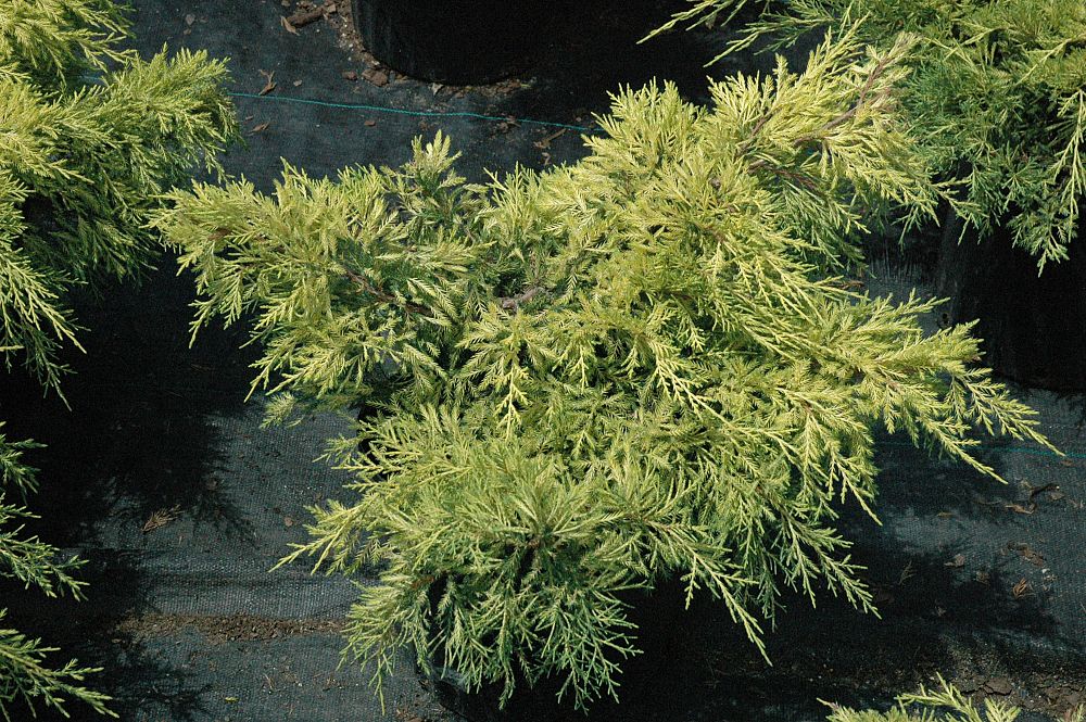 juniperus-chinensis-pfitzeriana-gold-lace-chinese-juniper