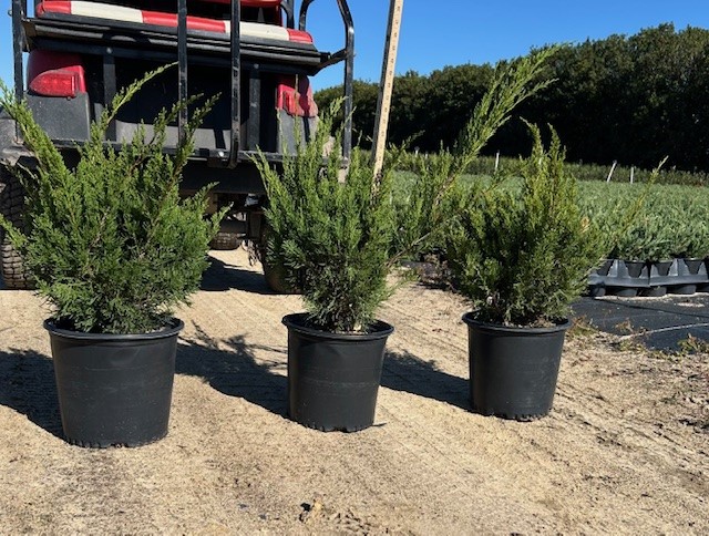 juniperus-chinensis-sea-green-chinese-juniper