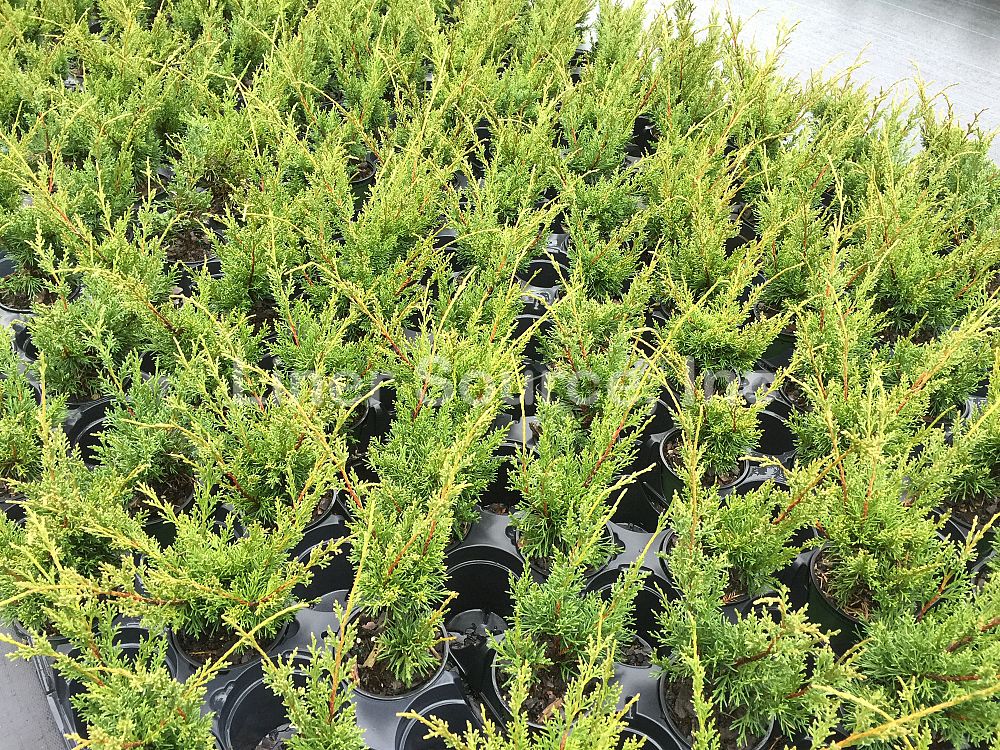 juniperus-chinensis-shimpaku-chinese-juniper