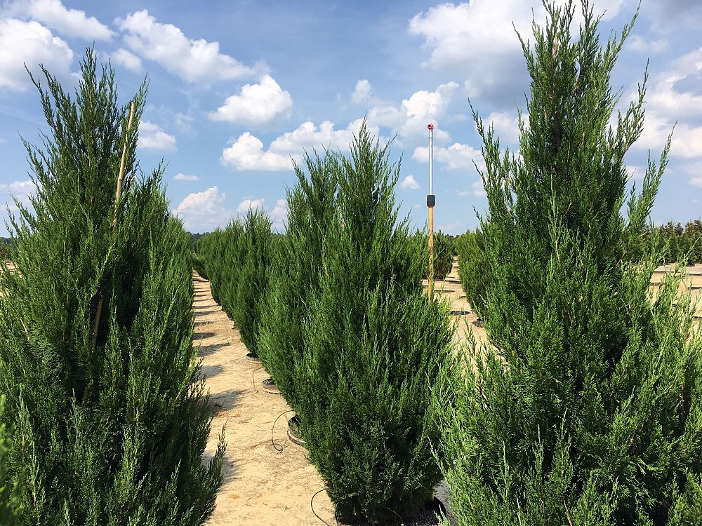 juniperus-chinensis-spartan-chinese-juniper