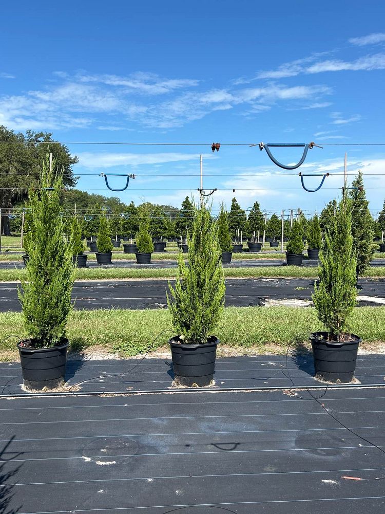 juniperus-chinensis-spartan-chinese-juniper