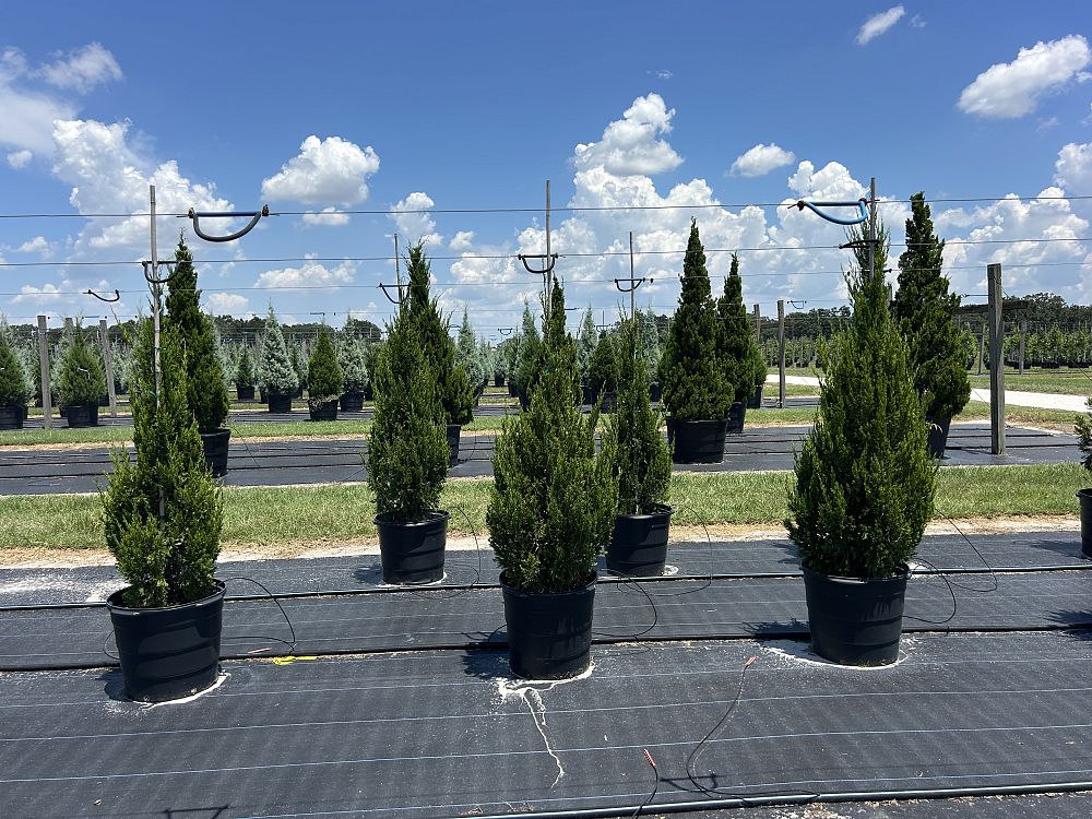 juniperus-chinensis-spartan-chinese-juniper