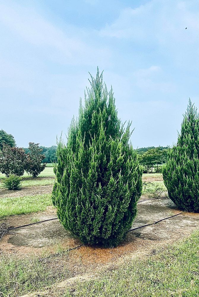 juniperus-chinensis-spartan-chinese-juniper