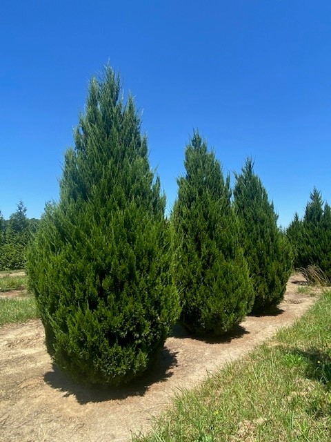 juniperus-chinensis-spartan-chinese-juniper