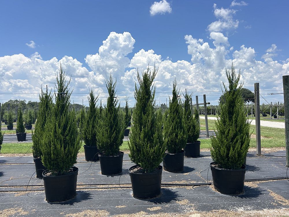 juniperus-chinensis-spartan-chinese-juniper