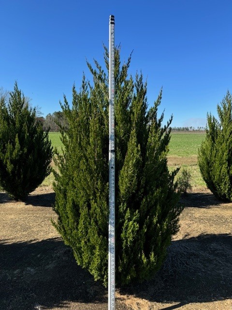 juniperus-chinensis-spartan-chinese-juniper