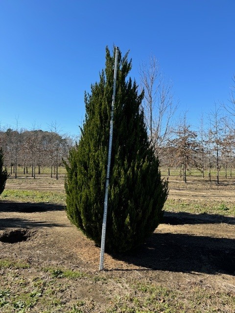 juniperus-chinensis-spartan-chinese-juniper