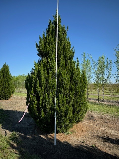 juniperus-chinensis-spartan-chinese-juniper