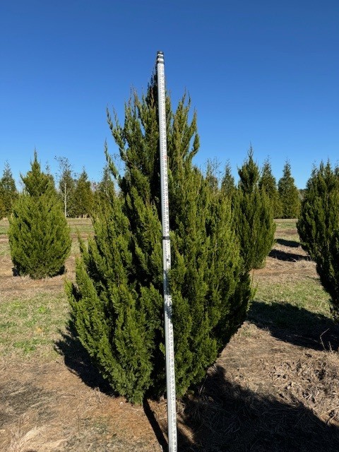 juniperus-chinensis-spartan-chinese-juniper