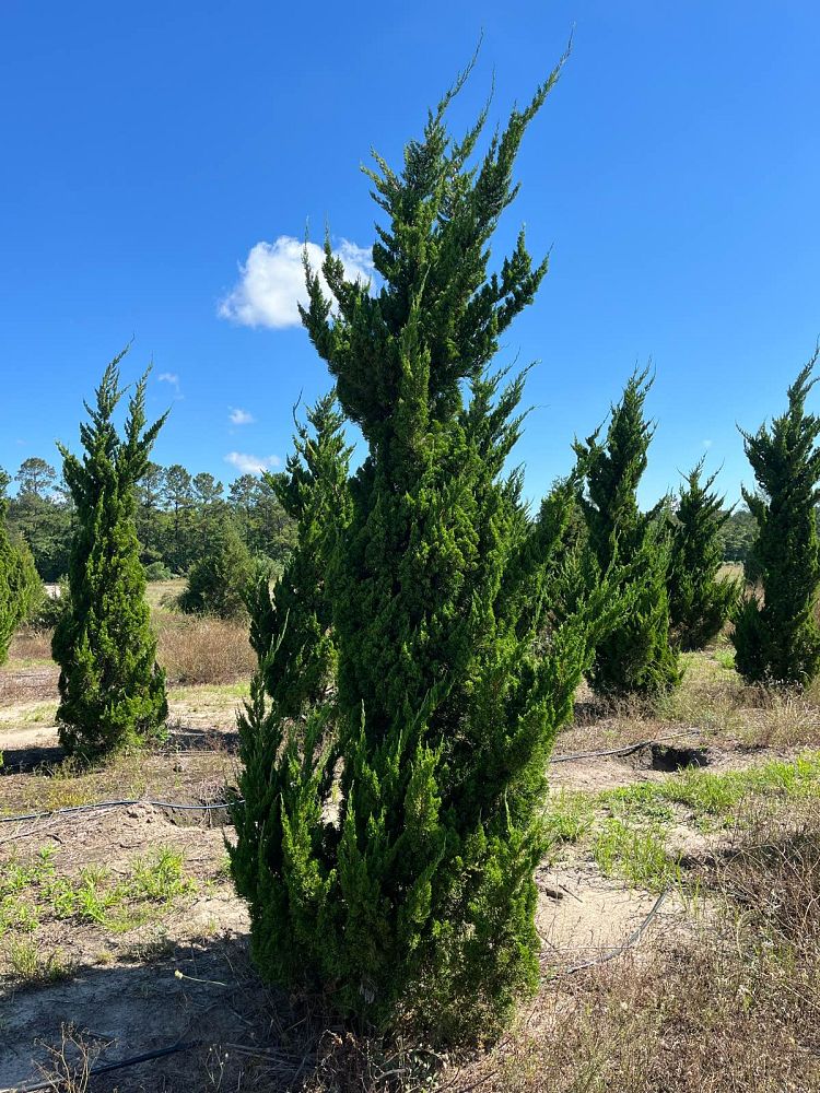 juniperus-chinensis-torulosa-hollywood-juniper