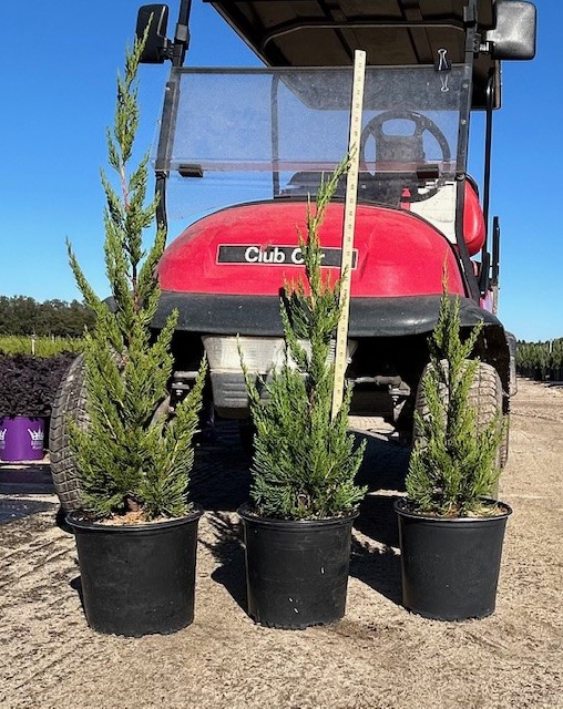 juniperus-chinensis-torulosa-hollywood-juniper