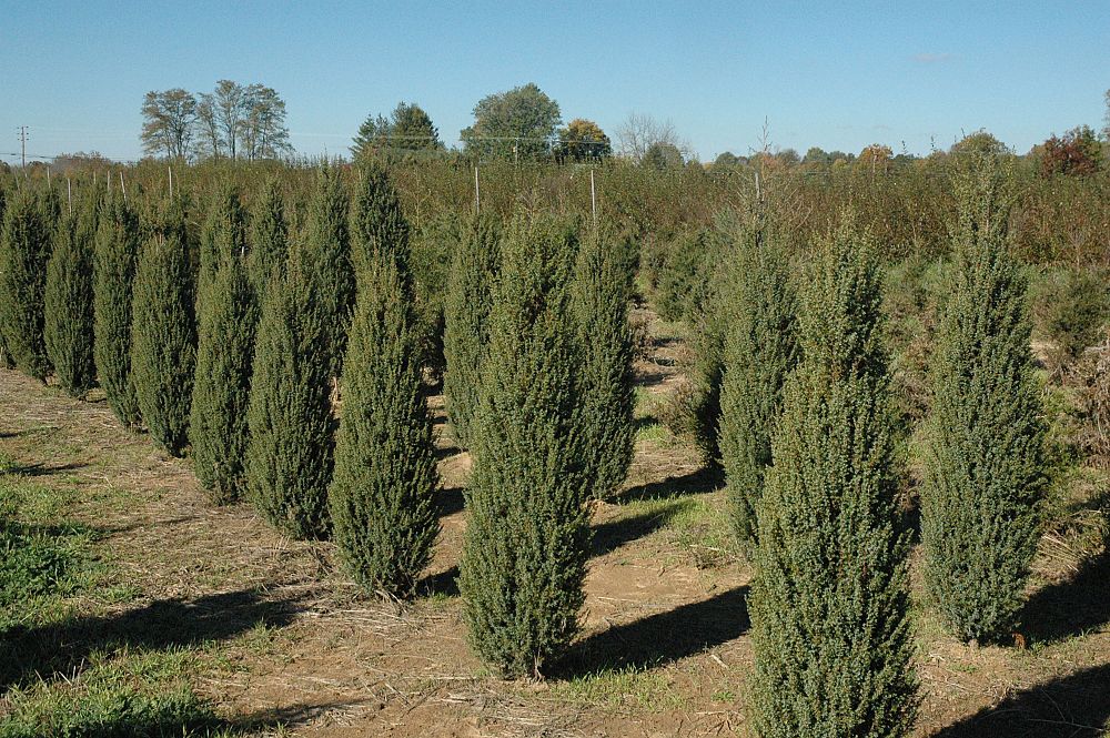 juniperus-communis-hibernica-irish-common-juniper