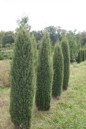 juniperus-communis-hibernica-irish-common-juniper
