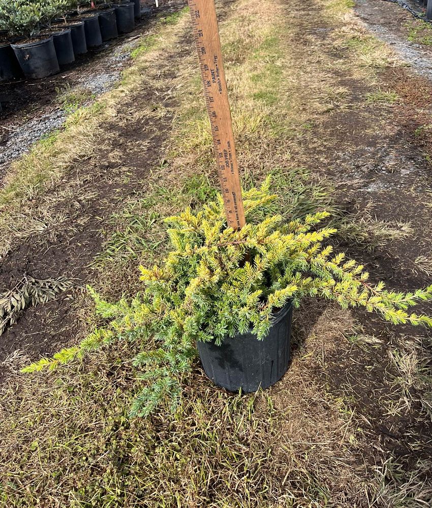 juniperus-conferta-all-gold-shore-juniper