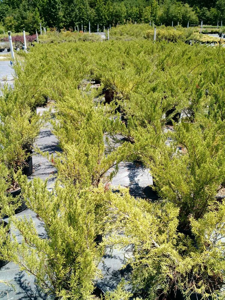 juniperus-davurica-dahurian-juniper-parson-s-juniper