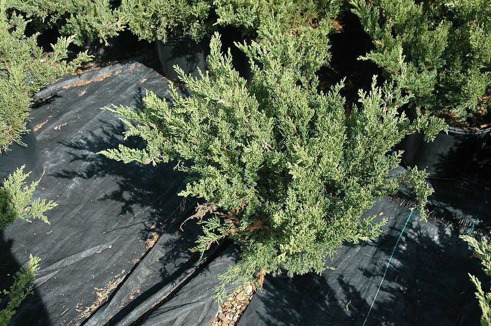 juniperus-horizontalis-p-c-youngstown-creeping-juniper