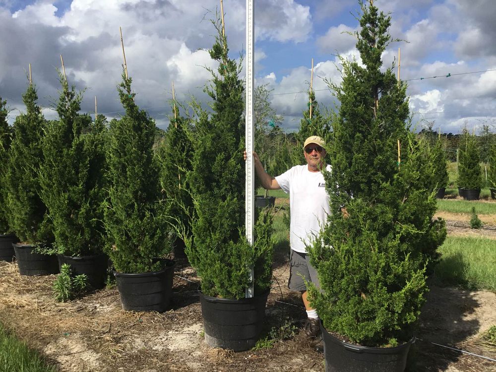 juniperus-silicicola-brodie-southern-red-cedar