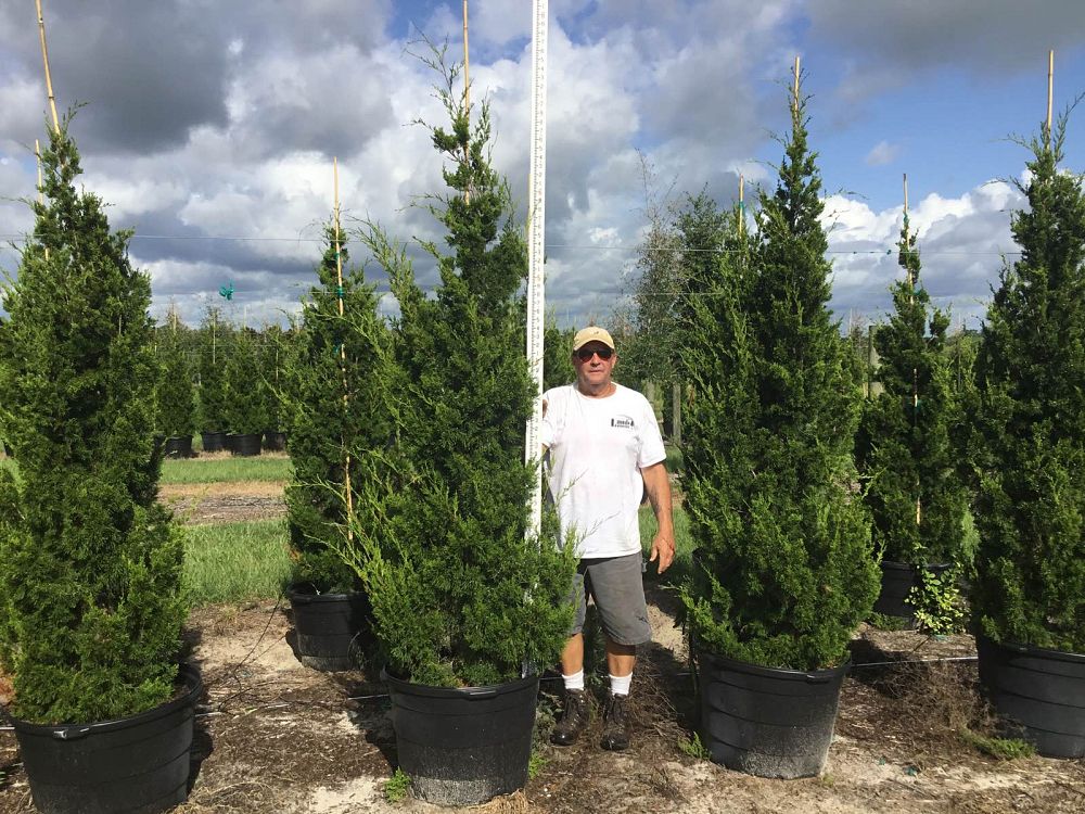 juniperus-silicicola-brodie-southern-red-cedar