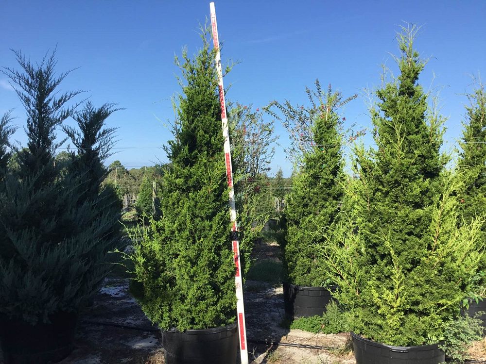 juniperus-silicicola-brodie-southern-red-cedar