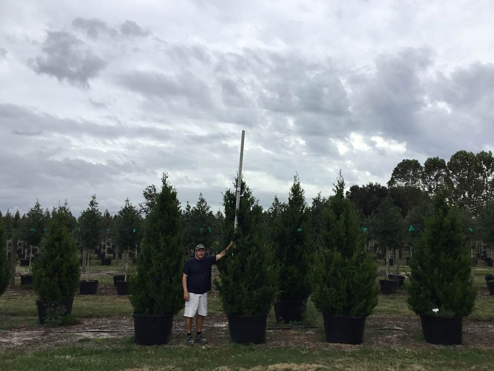 juniperus-silicicola-brodie-southern-red-cedar