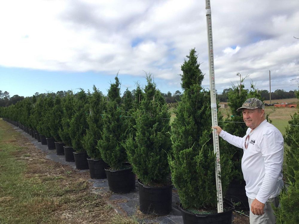 juniperus-silicicola-brodie-southern-red-cedar