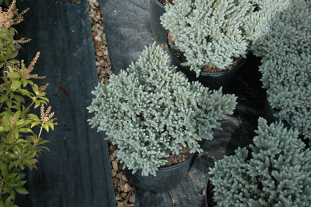 juniperus-squamata-blue-star-flaky-juniper-himalayan-juniper