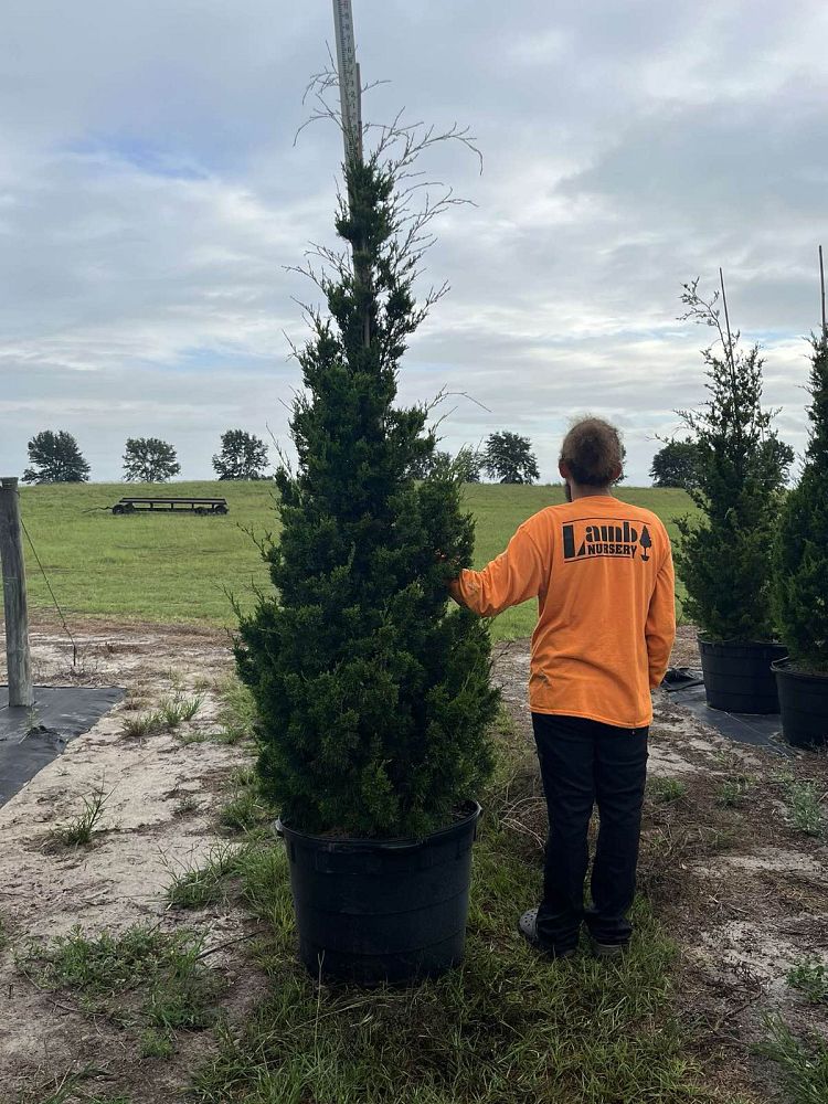 juniperus-virginiana-brodie-eastern-red-cedar