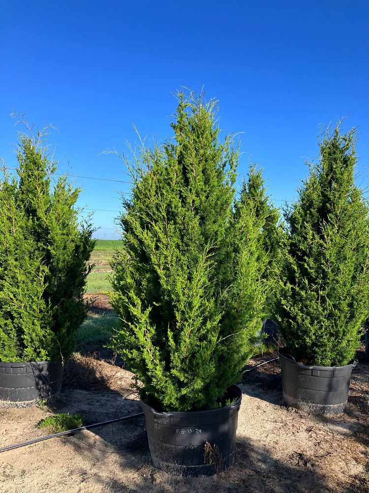 juniperus-virginiana-brodie-eastern-red-cedar