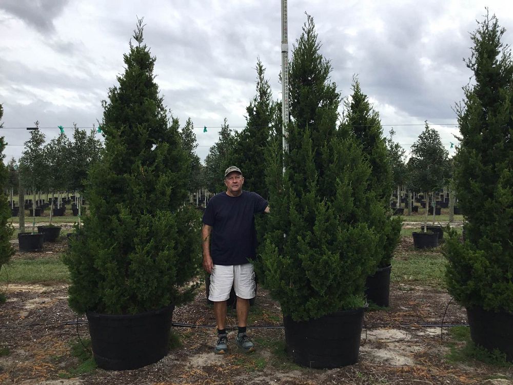 juniperus-virginiana-brodie-eastern-red-cedar