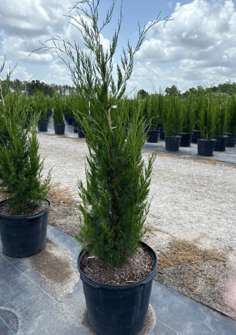 juniperus-virginiana-brodie-eastern-red-cedar