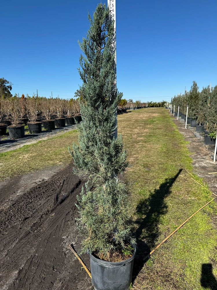 juniperus-virginiana-burkii-eastern-red-cedar