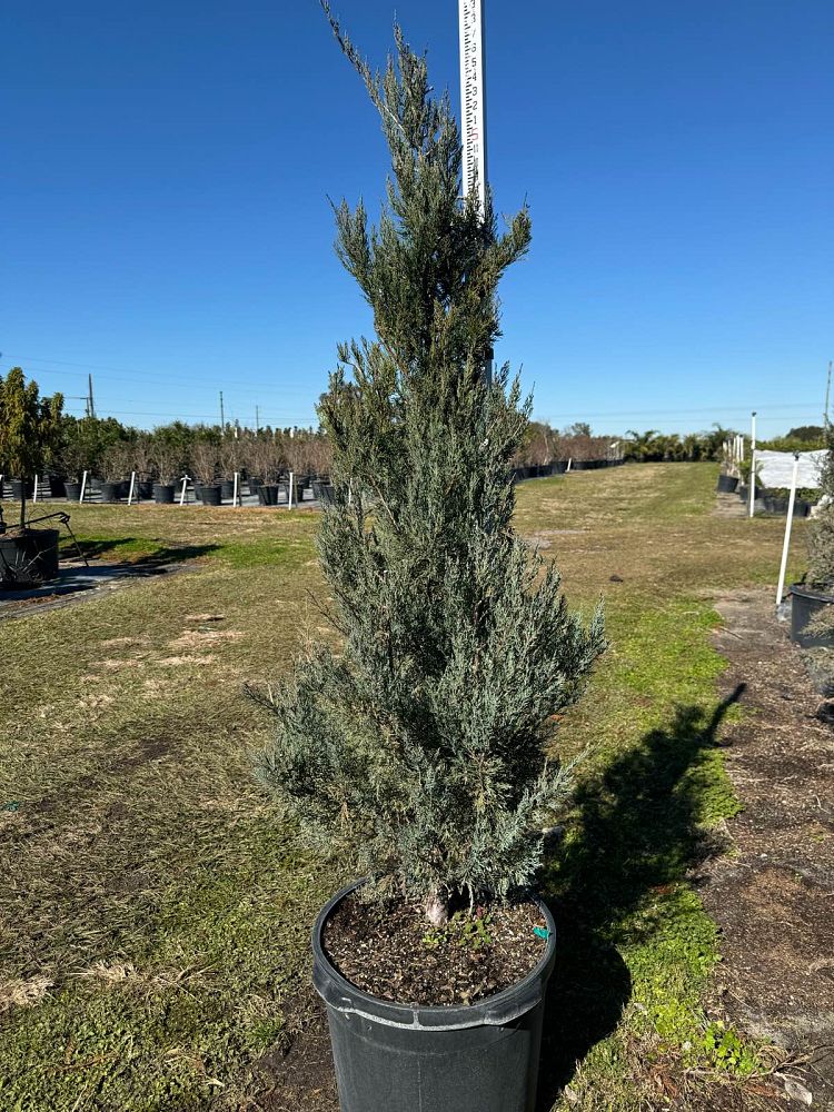 juniperus-virginiana-burkii-eastern-red-cedar