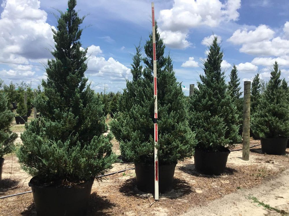 juniperus-virginiana-burkii-eastern-red-cedar