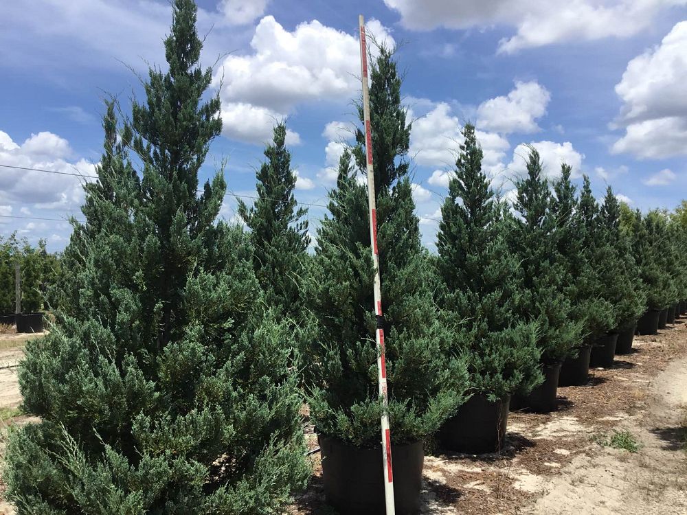 juniperus-virginiana-burkii-eastern-red-cedar