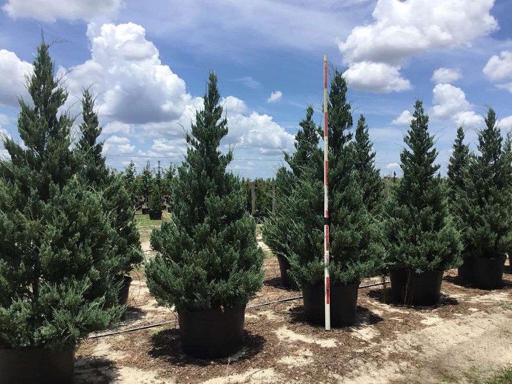 juniperus-virginiana-burkii-eastern-red-cedar