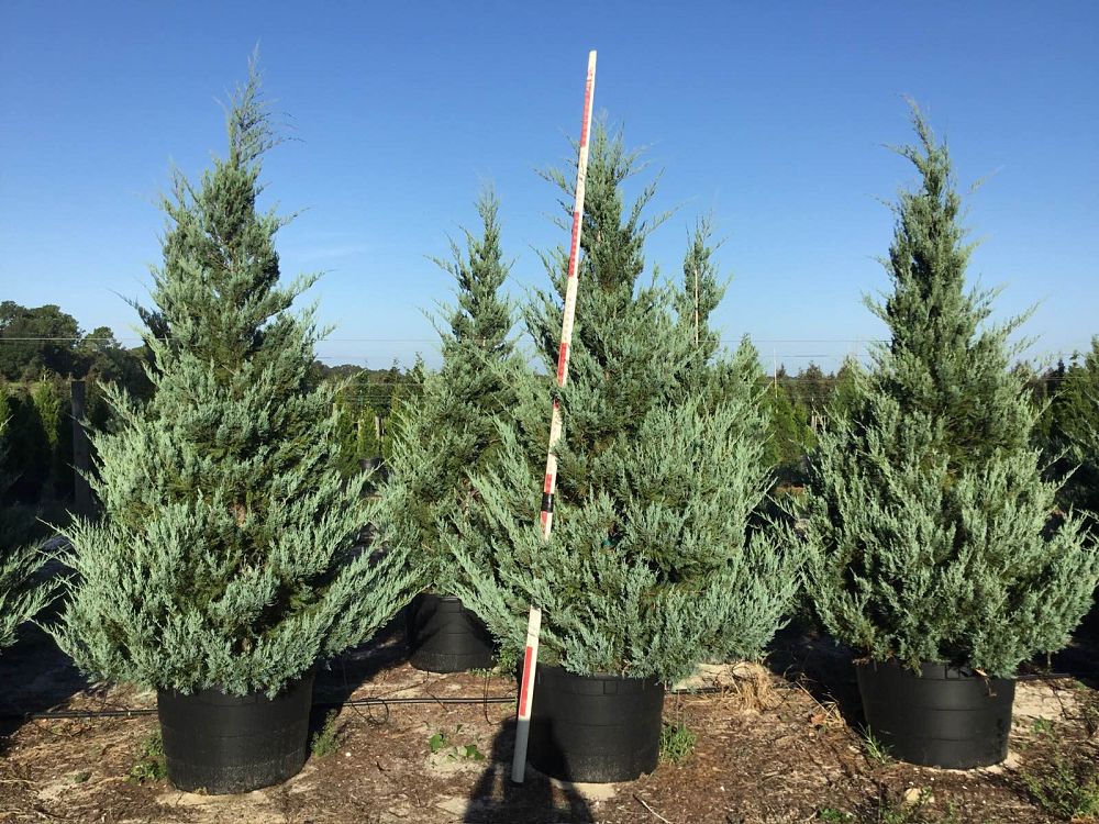 juniperus-virginiana-burkii-eastern-red-cedar