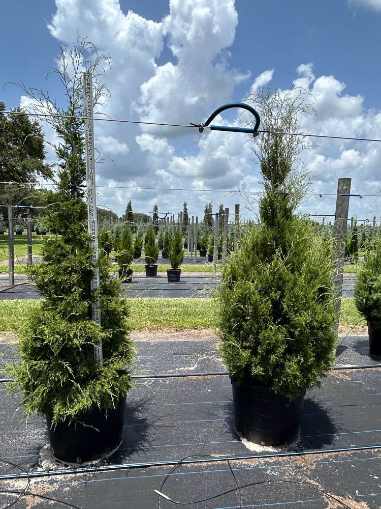 juniperus-virginiana-eastern-red-cedar