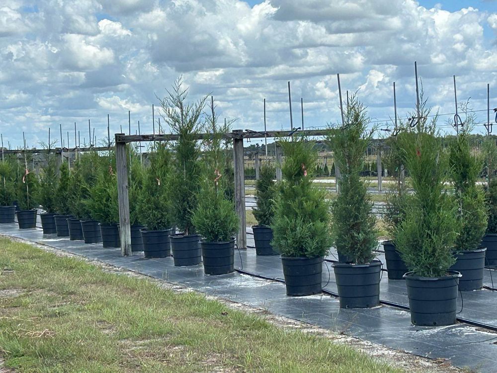 juniperus-virginiana-eastern-red-cedar