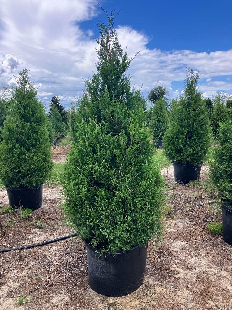 juniperus-virginiana-eastern-red-cedar